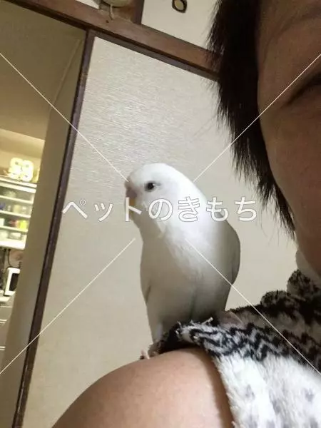 迷子鳥の画像