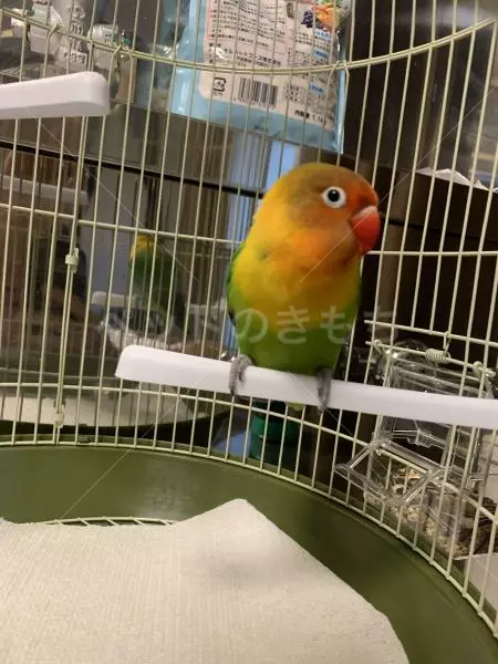 コメントの画像