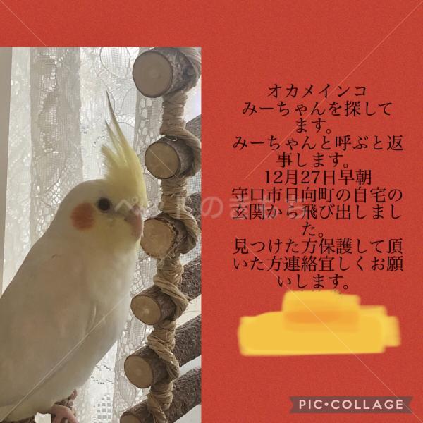 迷子鳥の画像