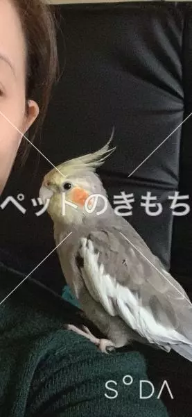 迷子鳥の画像