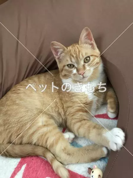 迷子猫の画像