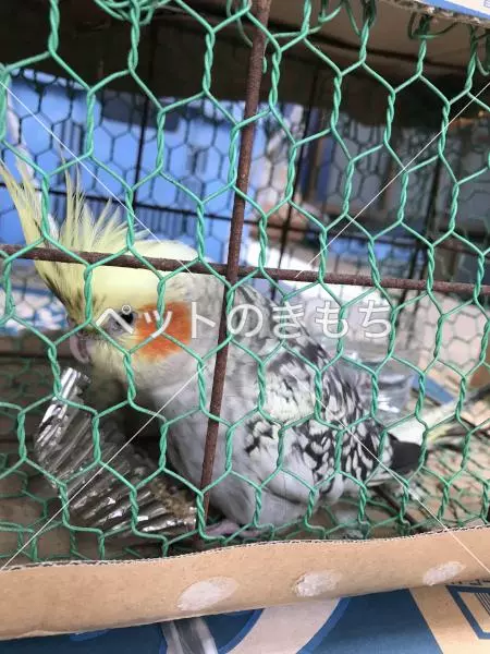 コメント投稿の画像