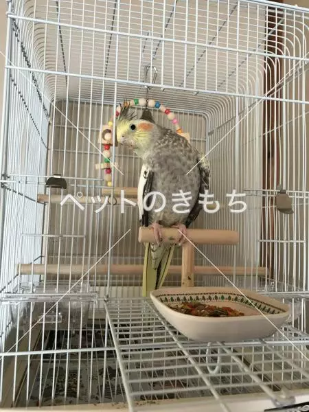 迷子鳥の画像