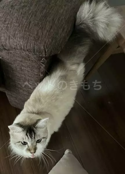 迷子猫の画像
