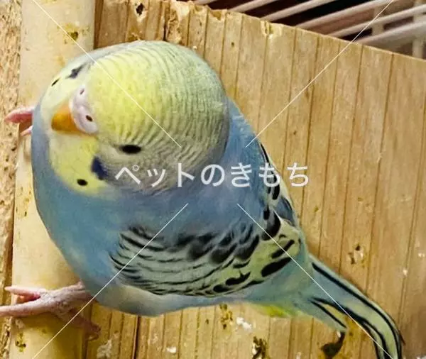 迷子鳥の画像