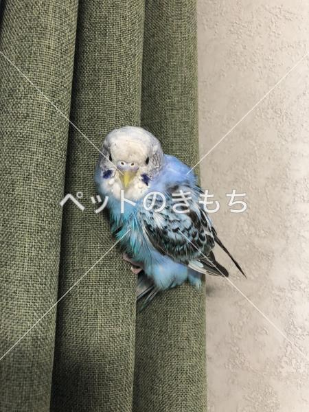 保護鳥の写真