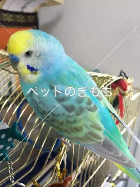 迷子鳥の画像