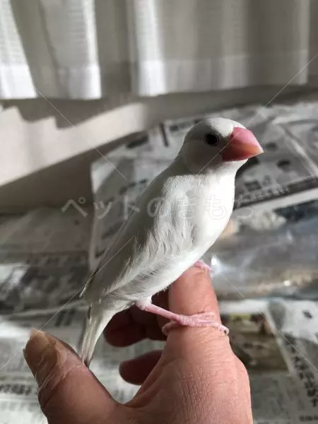 コメントの画像