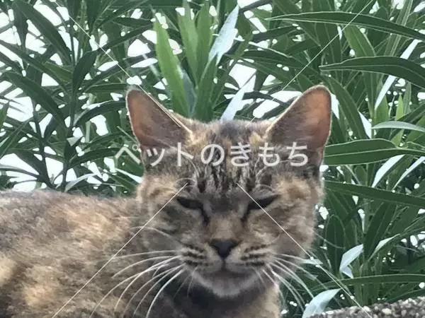 コメント投稿の画像