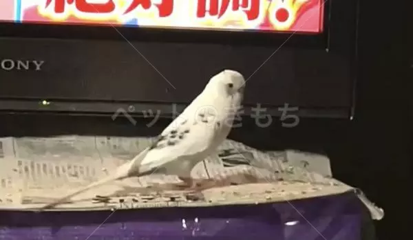 迷子鳥の画像