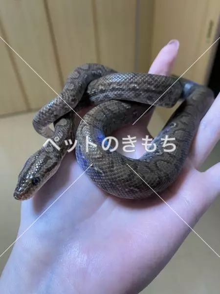 迷子ペットの画像