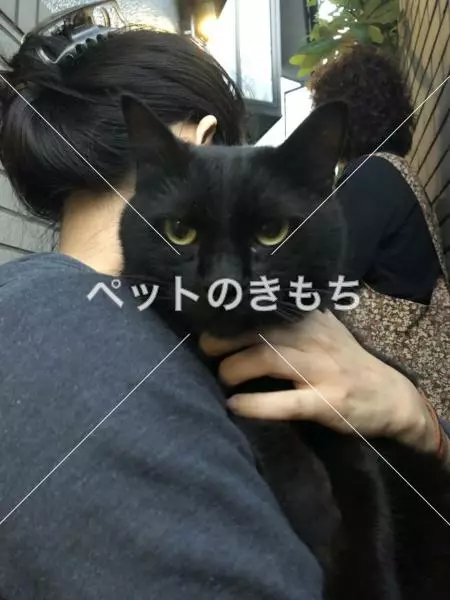 コメント投稿の画像