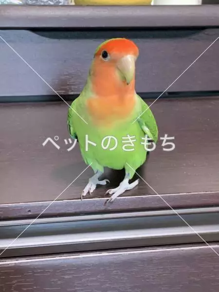 迷子鳥の画像