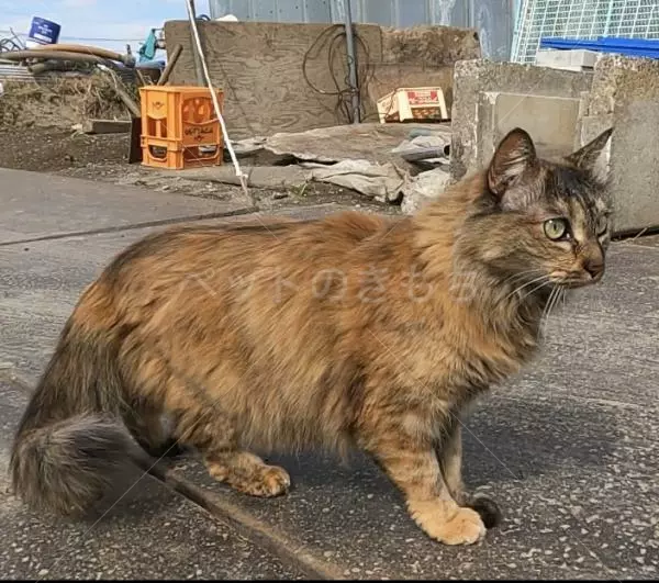 迷子猫の画像