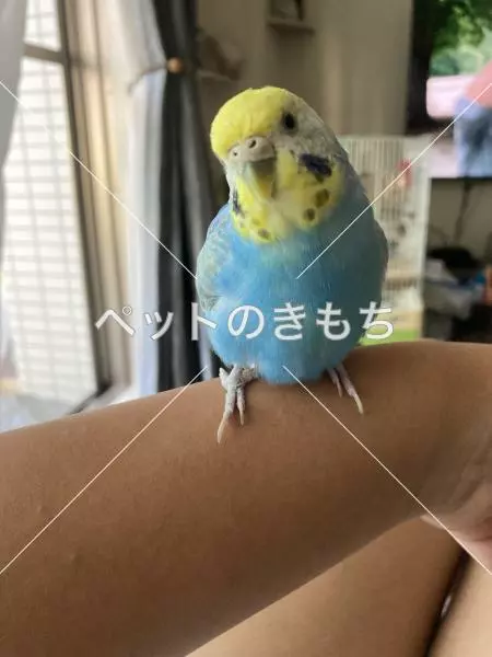 迷子鳥の画像