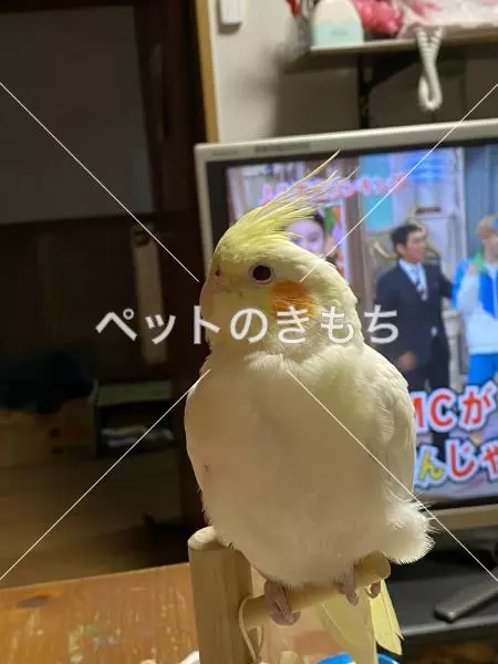 迷子鳥の画像