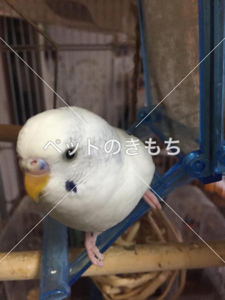 迷子鳥の画像