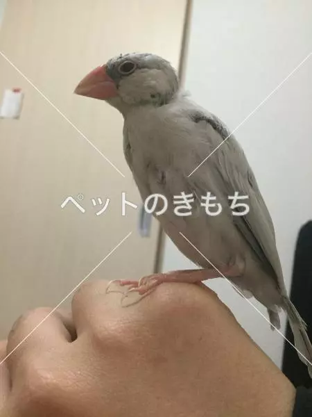 迷子鳥の画像