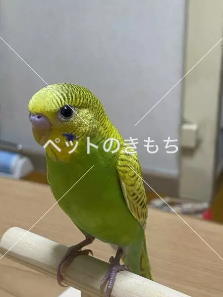 迷子鳥の画像