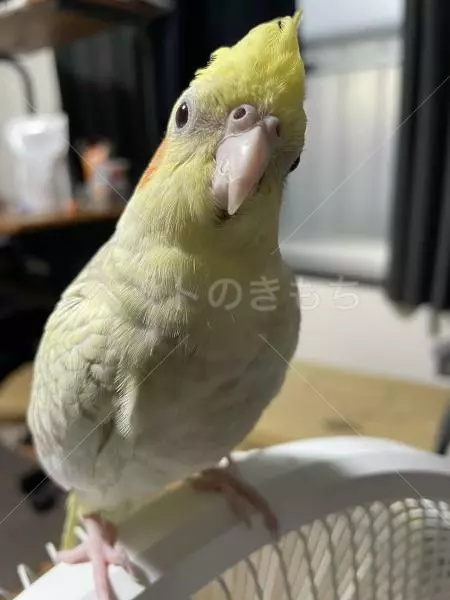 迷子鳥の画像