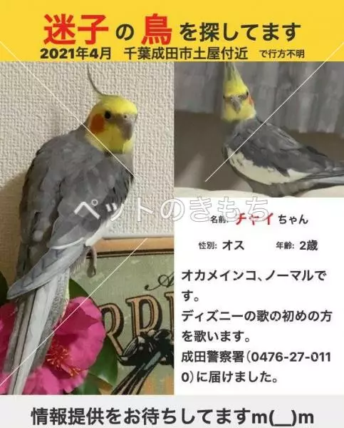 迷子鳥の画像