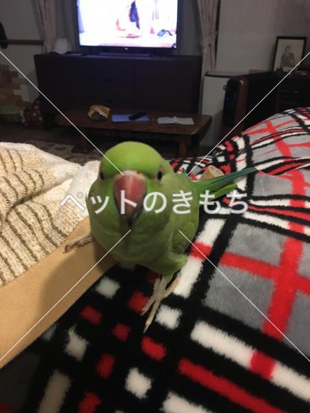 迷い鳥の写真