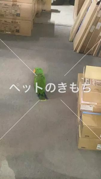 コメント投稿の画像