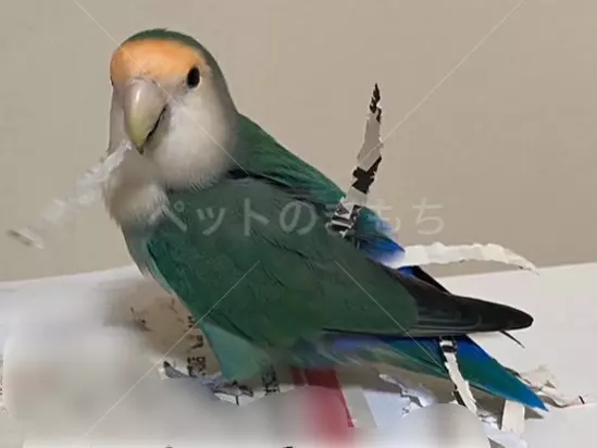 迷子鳥の画像