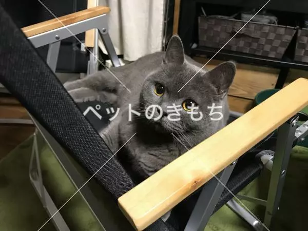 迷子猫の画像