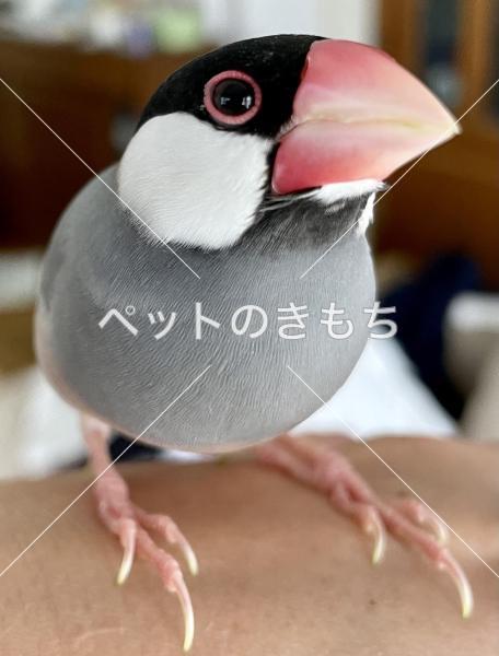 迷子鳥の画像