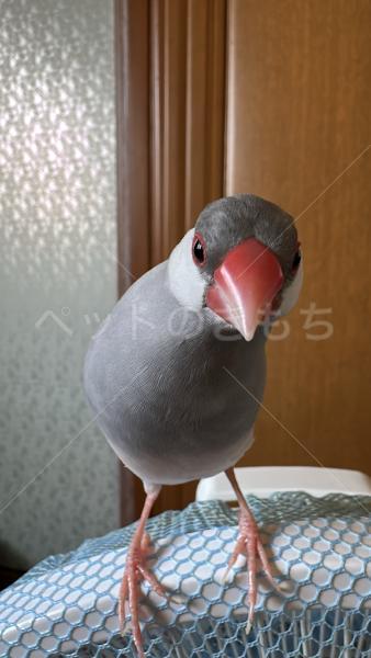 迷子鳥の画像