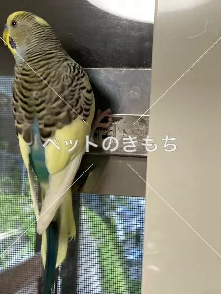 迷子鳥の画像