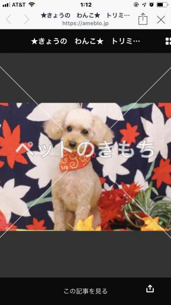 迷い犬の写真
