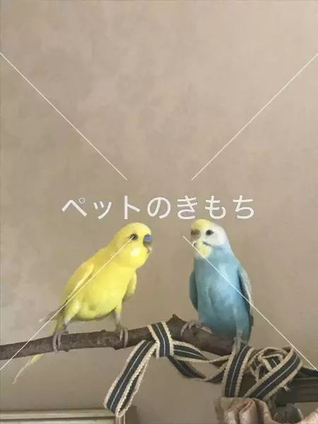 迷子鳥の画像