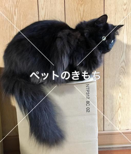 迷子猫の画像