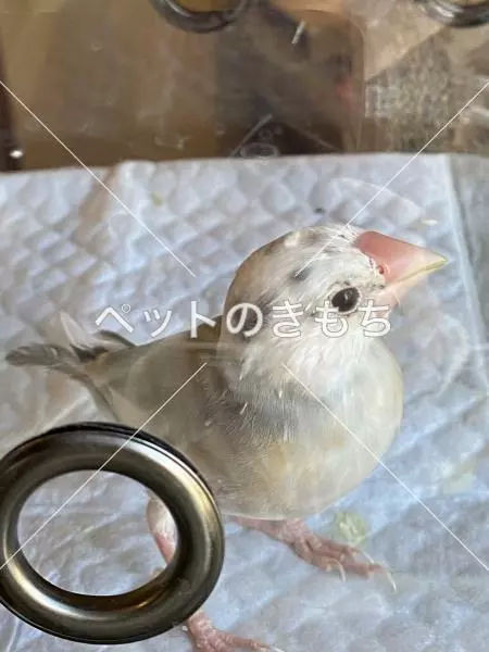 迷子鳥の画像