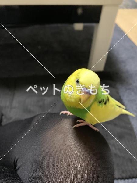 迷子鳥の画像