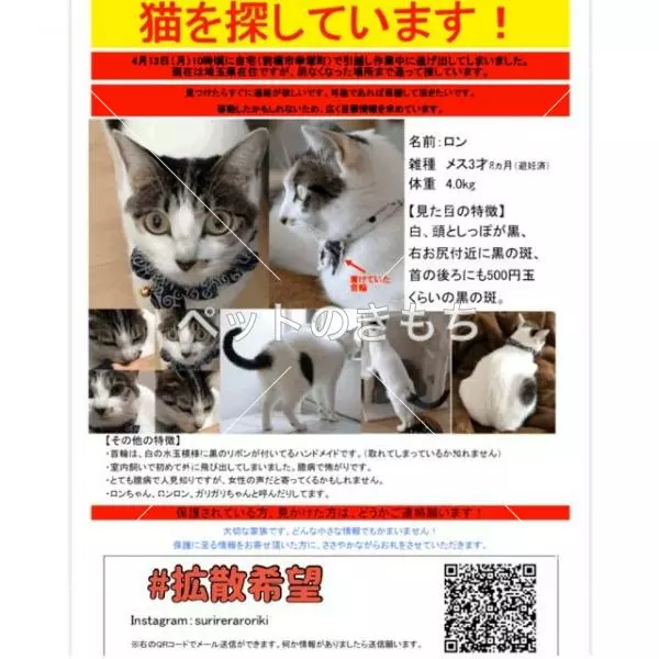 迷子猫の画像
