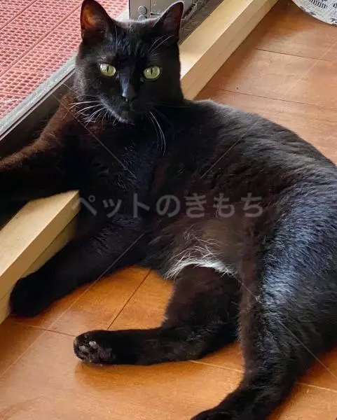 迷子猫の画像