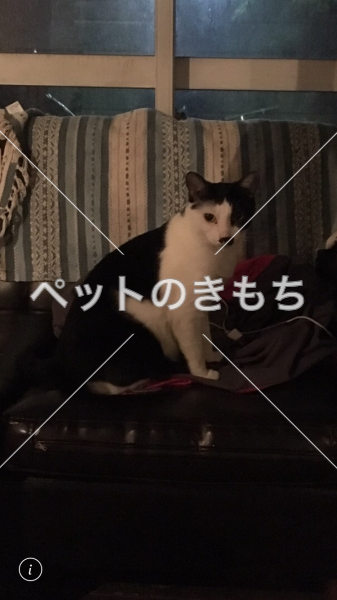 迷い猫の写真