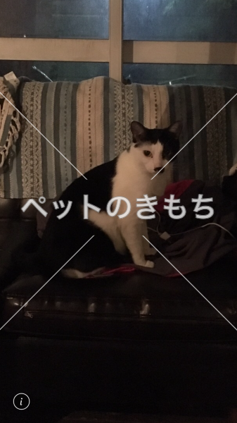 迷子猫の画像