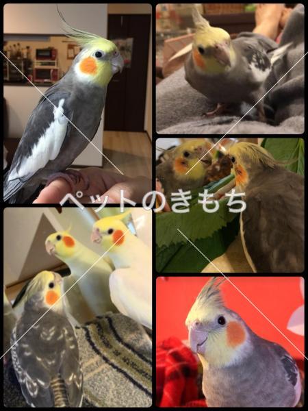 迷子鳥の画像