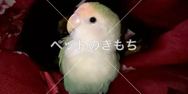 迷子鳥の画像