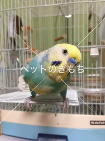 迷子鳥の画像