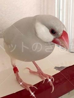 迷子鳥の画像