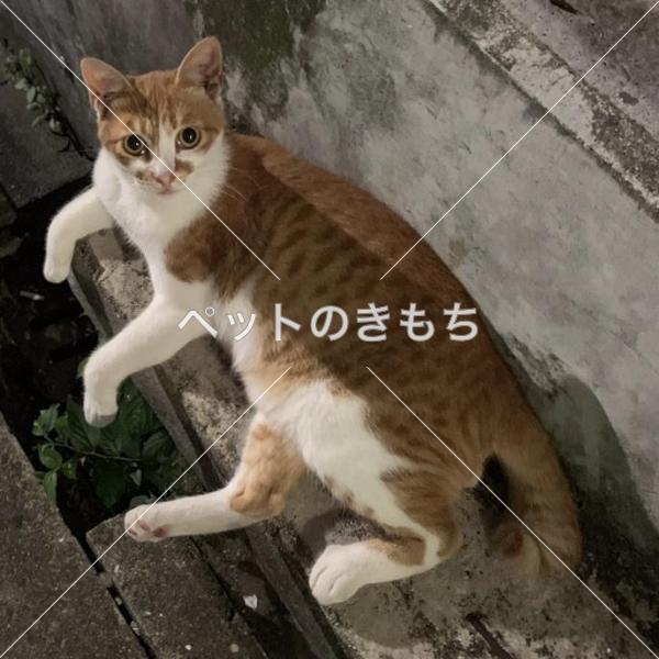 迷い猫の写真