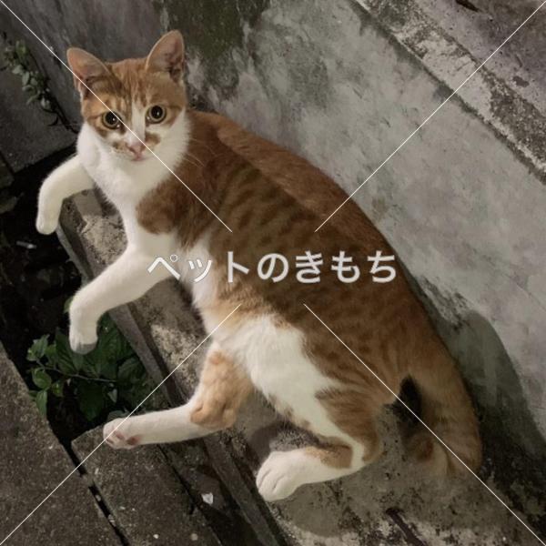 迷子猫の画像