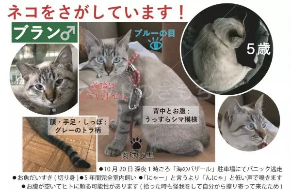 迷子猫の画像