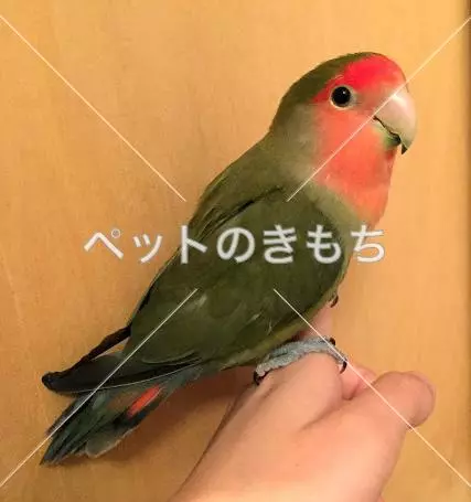 迷子鳥の画像