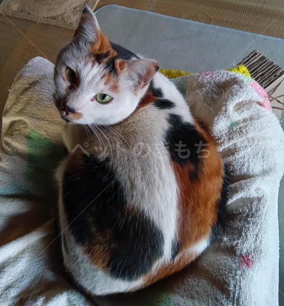 迷子猫の画像